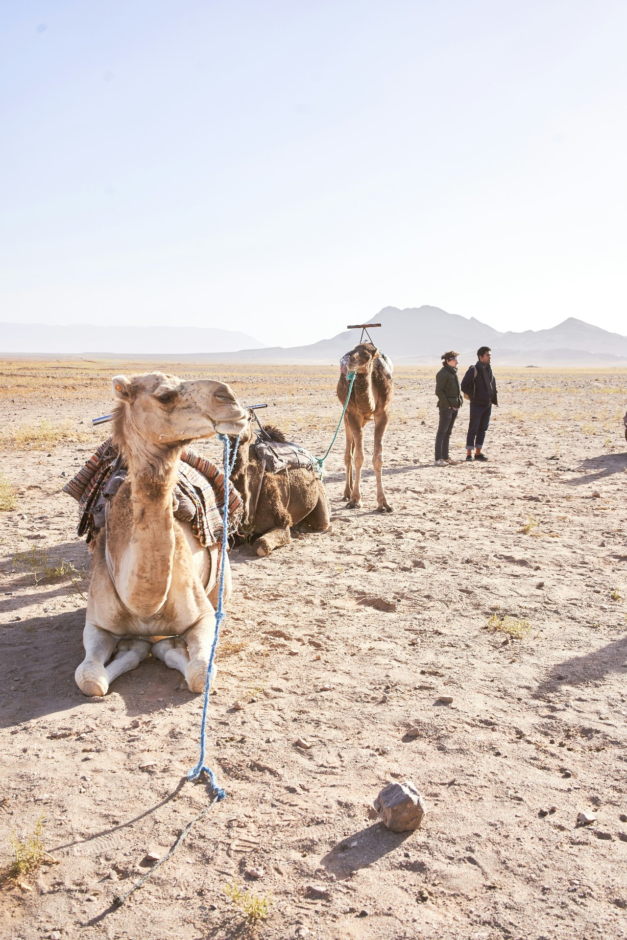 Camel Ride at Sunset